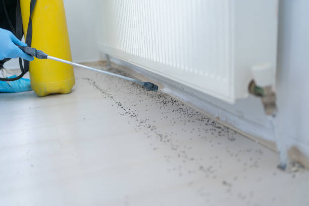 Best Flea Control Services  in Owens Cross Roads, AL